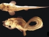 esturgeon-difforme.jpg